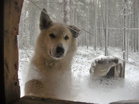 Фотографии Татьяны Немшановой разных лет. Осень таёжная, таёжная жизнь. Первый снег осени Сибири ХМАО Югра, лес северный таёжный. Лайка Крайнего Севера Западной Сибири ХМАО Югра. Вид с окна таёжного зимовья на тайгу.