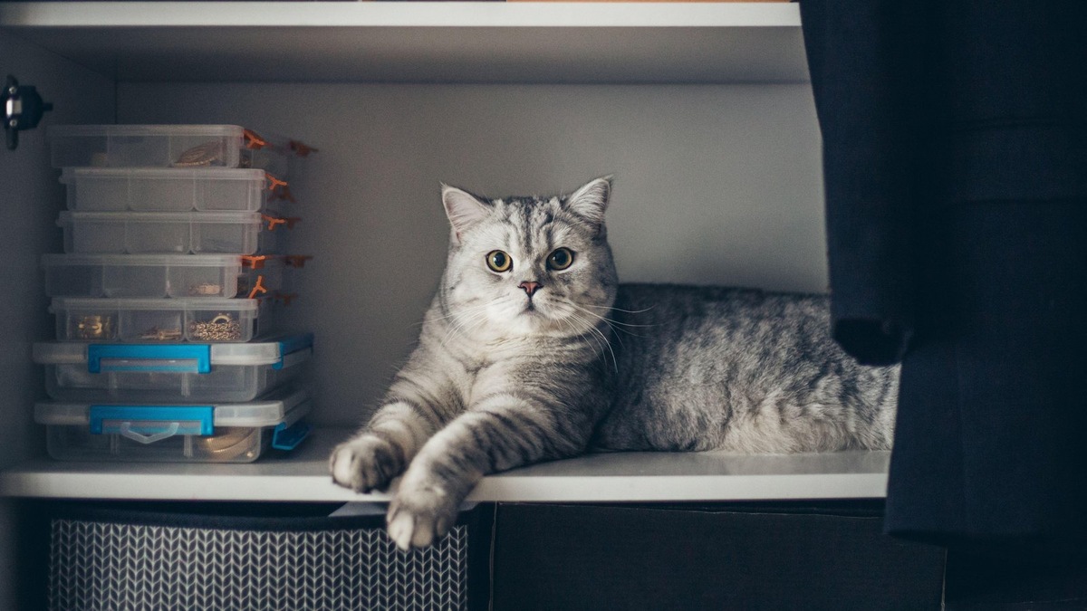    Сервис «Собака или кошка» помогает россиянам принять взвешенное решение о заведении питомца