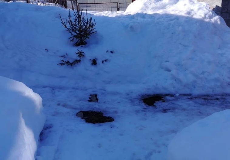 Первые проталины на даче.