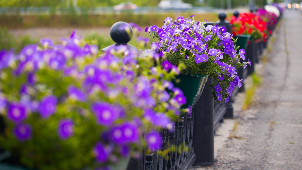    Города Югры летом станут еще зеленее