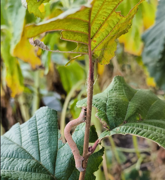 Гусеница бабочки-пядиницы с удовольствием питается листьями фундука