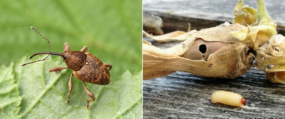 Ореховый долгоносик, его личинка и повреждённый орех фундука