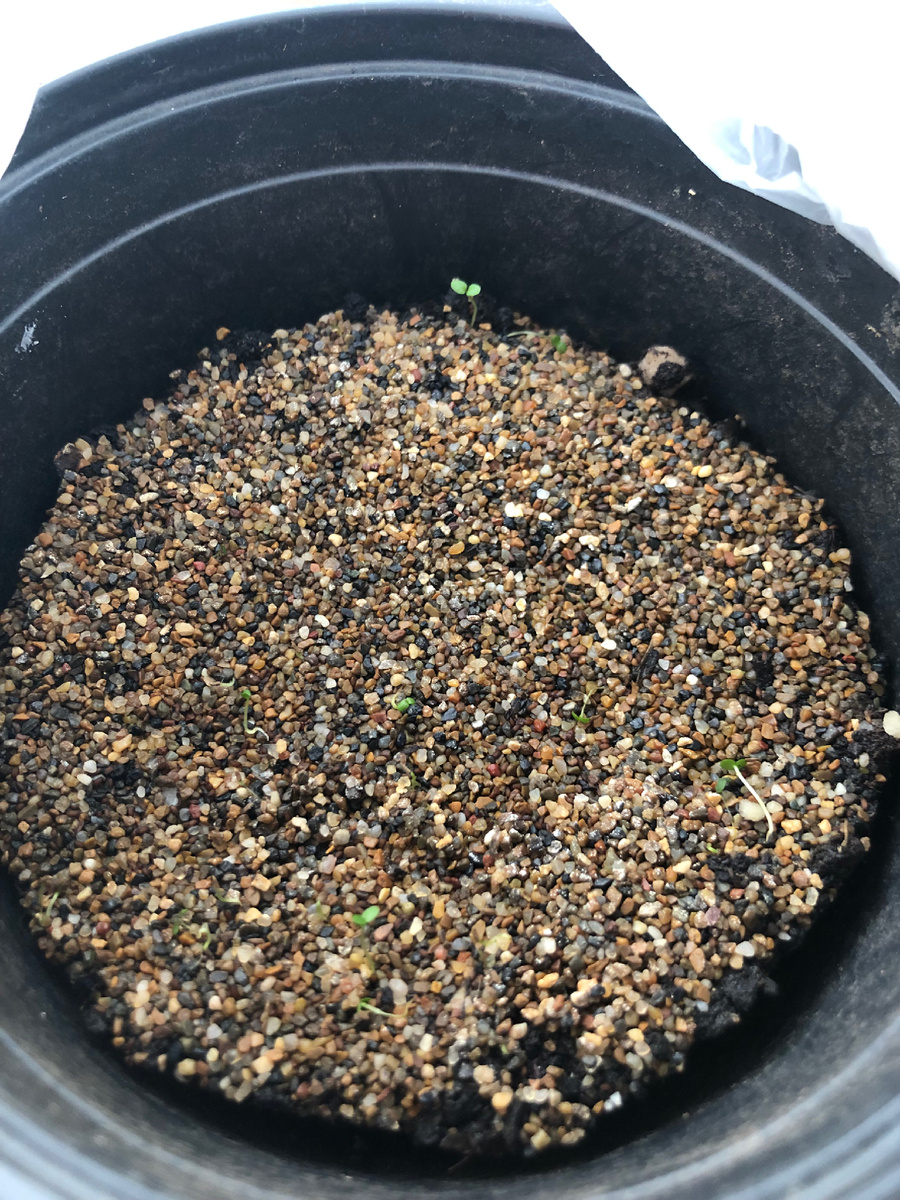 Горечавка семираздельная