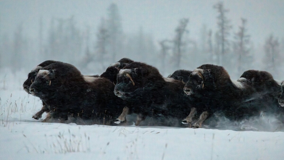    Фото: Сергей Зубков/«Ямал-Медиа»