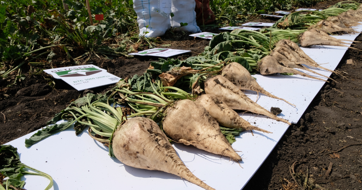 Как хороша немецкая свекла в алтайском крае