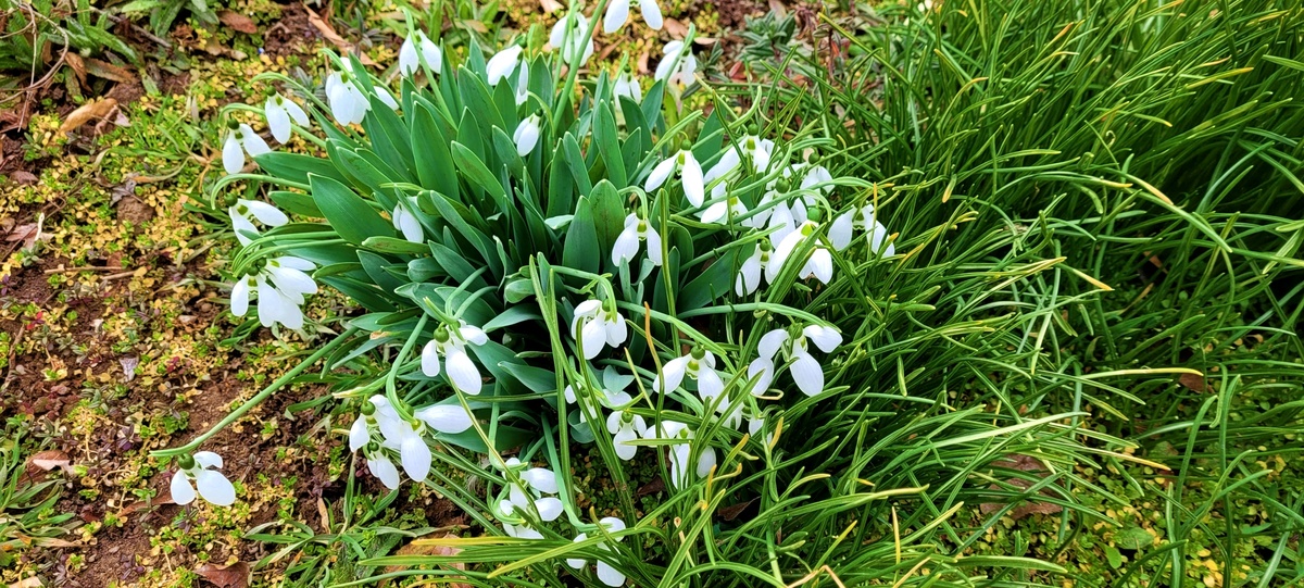 Наш сад. Подснежники