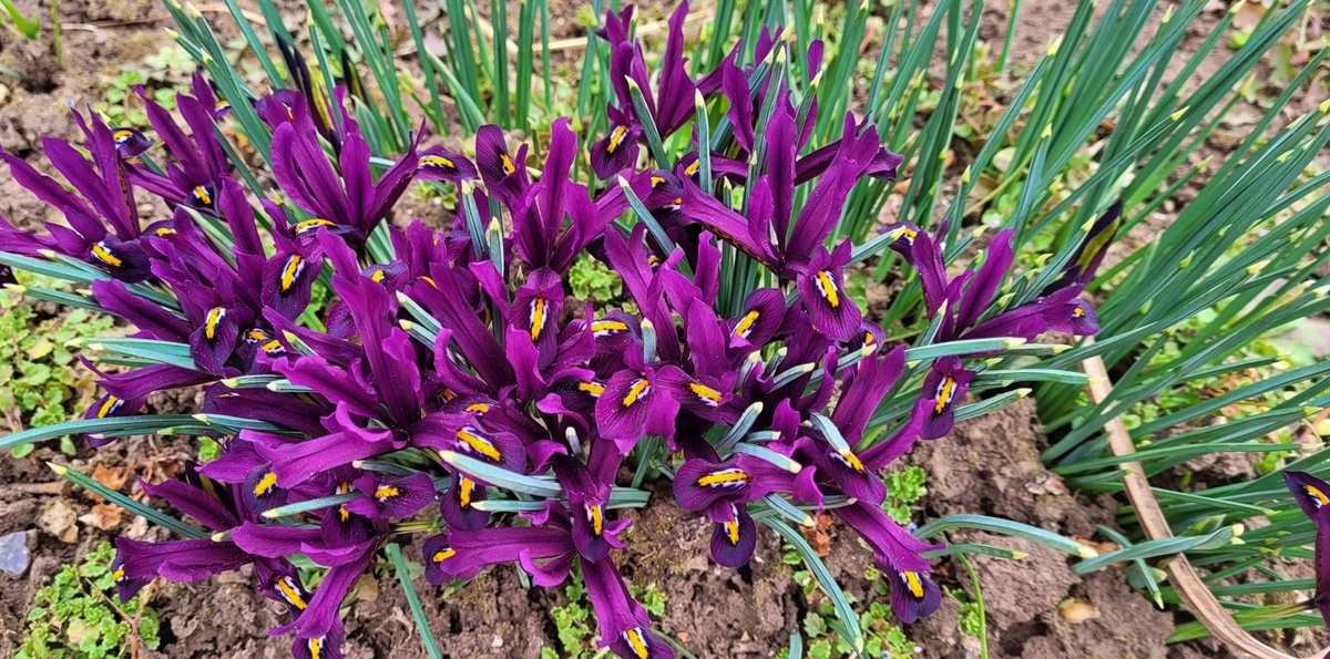 Наш сад. Ирисы