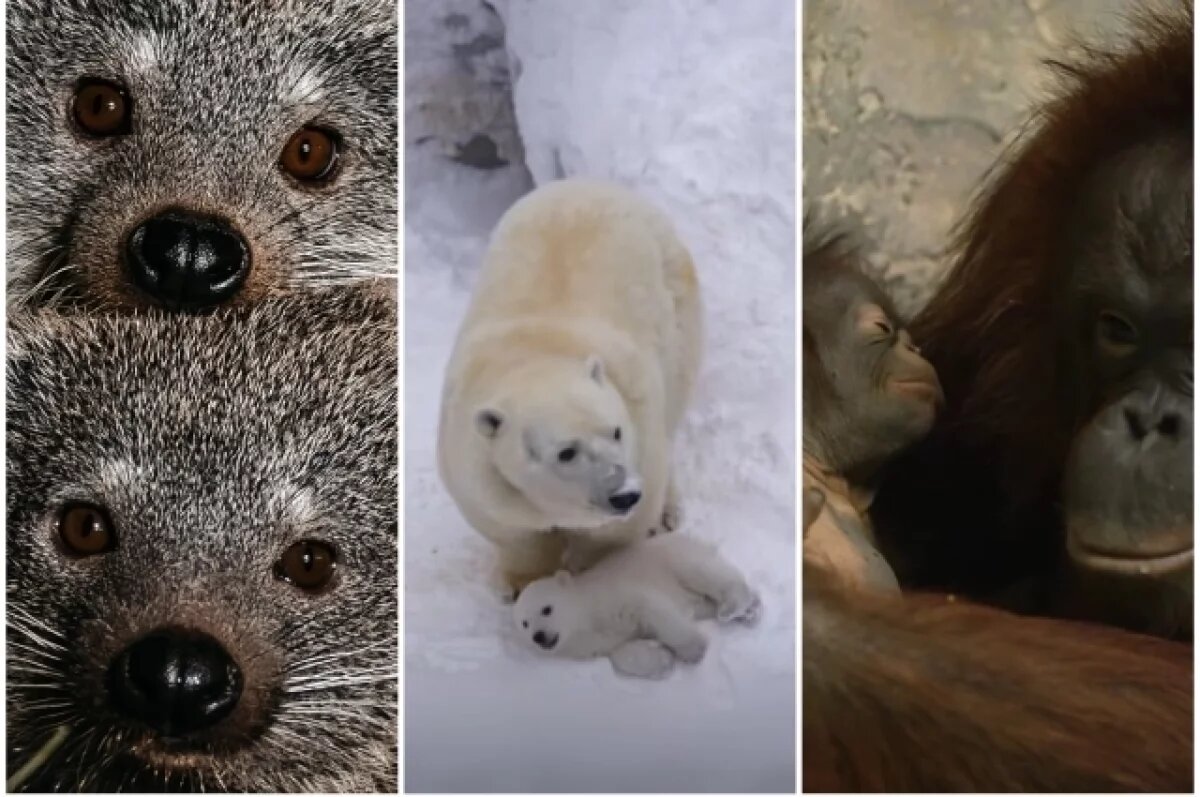    Новорождённые звёзды Новосибирского зоопарка.