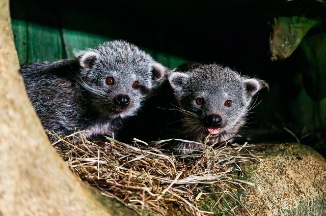    Они смотрят на вас Фото: Новосибирский зоопарк/ А. Дряхлов