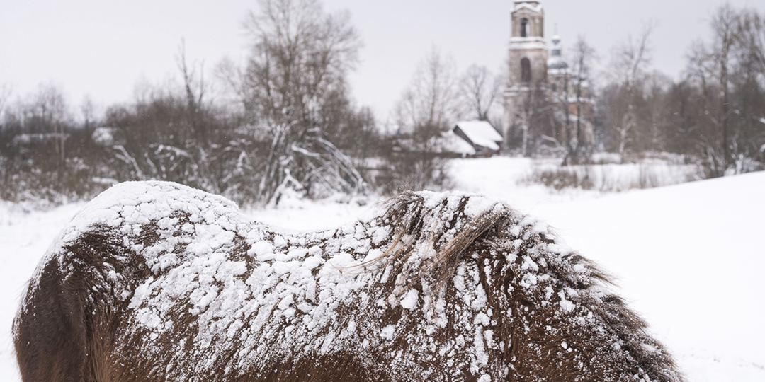 Без хлыста и железа