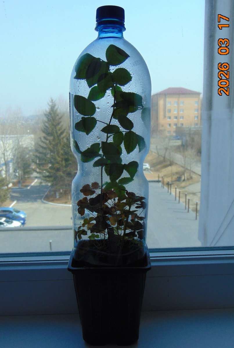 Роза в пластиковой бутылке