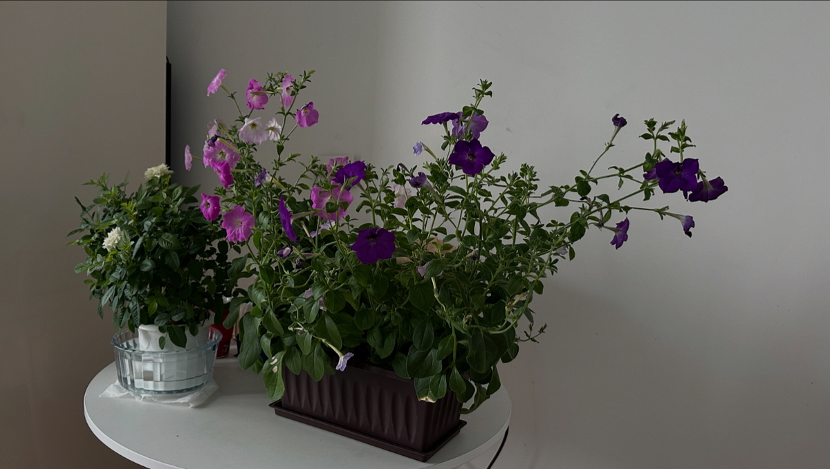 Эту мне в том году сажал сын 