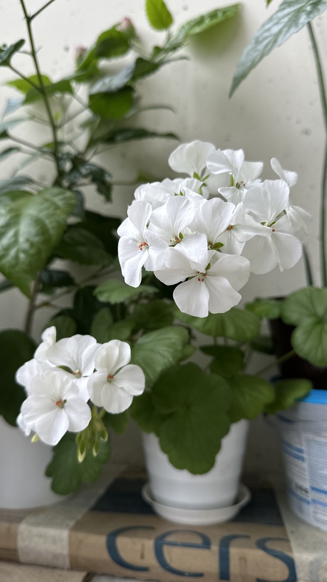 Эту красотку я вырастила из семян