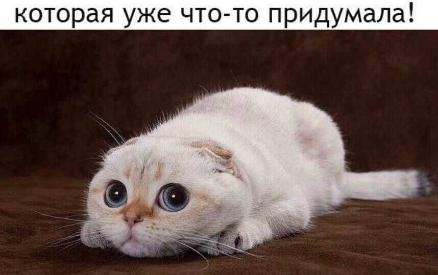 Мемы с котиками для хорошего настроения