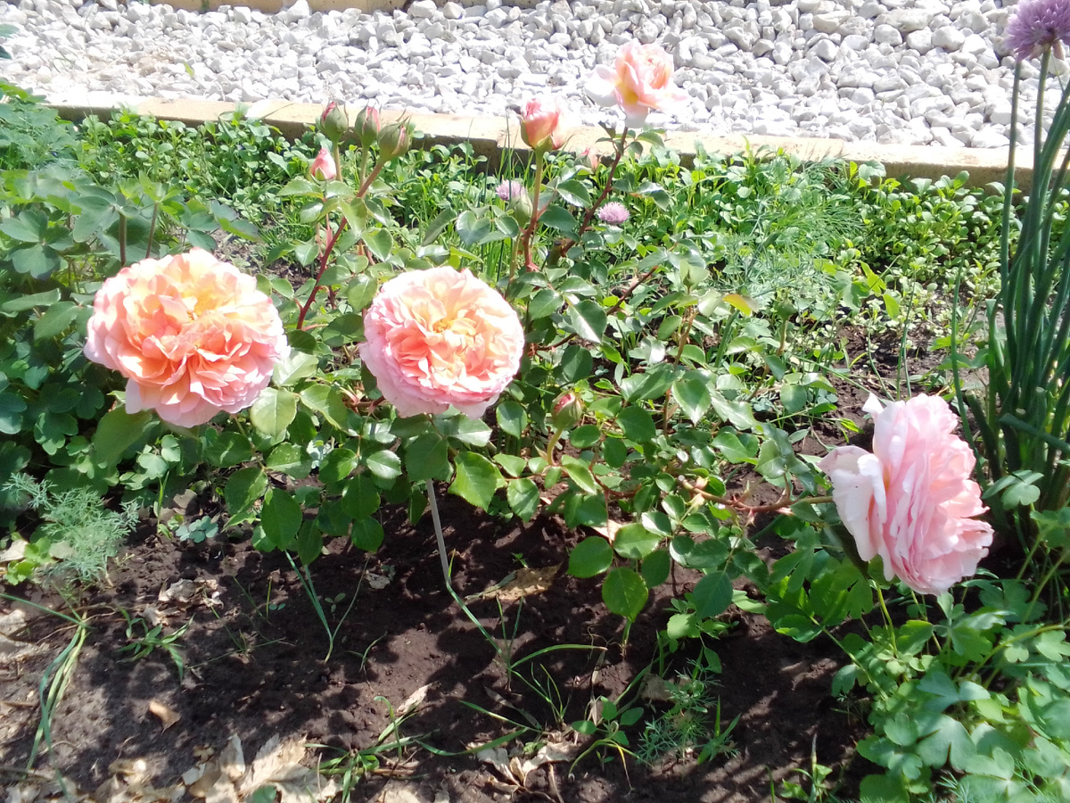 Абрахам Дерби, красивые цветы, а кустик очень маленький