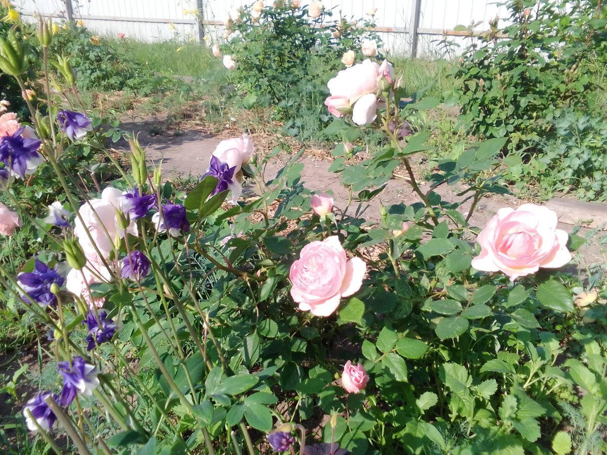 Эйшент Маринер