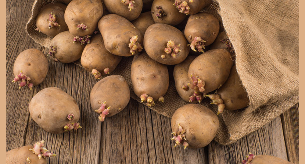 Когда доставать картофель на проращивание на Урале: точные сроки и проверенные способы