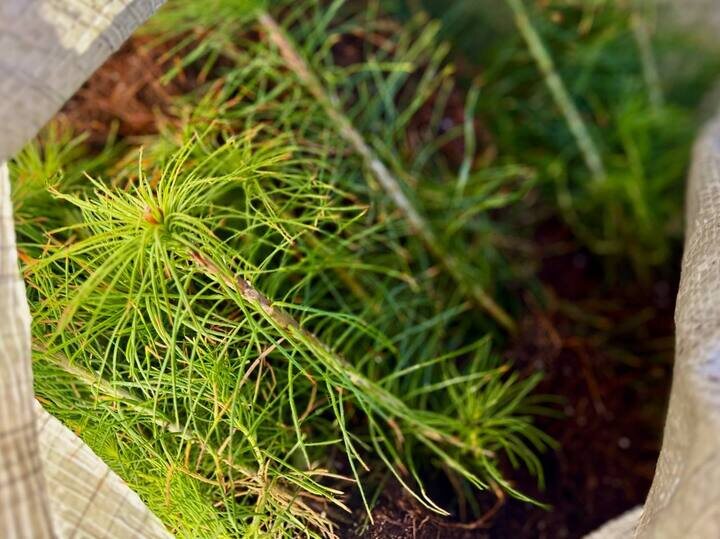     Фото: телеграм-канал Минприроды Самарской области