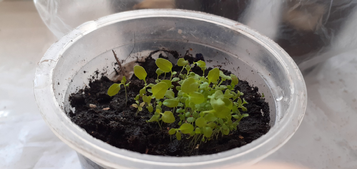 ЛОБЕЛИИ РАЗВИВАЮТСЯ ХОРОШО.