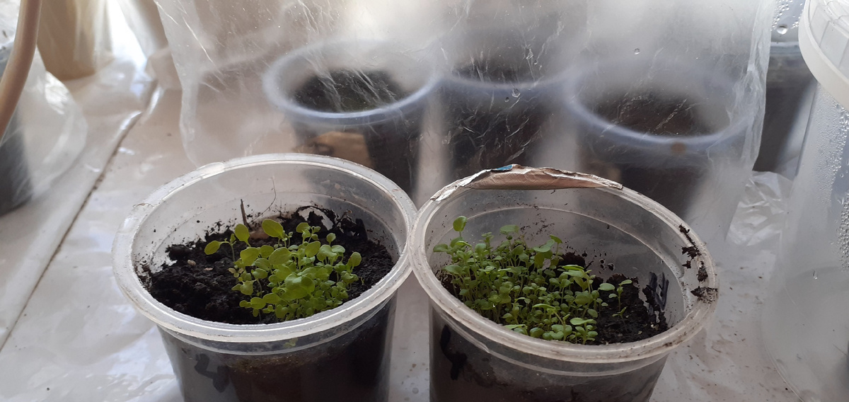 ЦИФРА "4" НА БАНОЧКАХ-ЭТО СОРТ"МАРКИЗА"