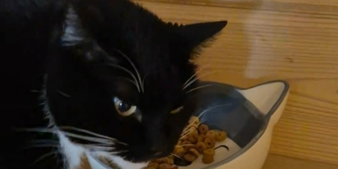 Привет из дома от Тайсона (Маркиз) 🏠🐈‍⬛