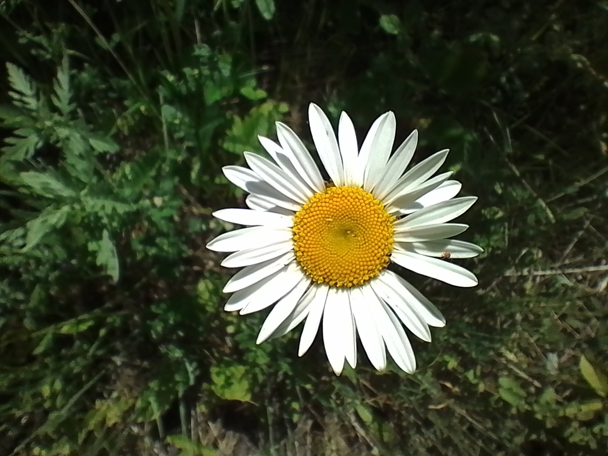 Показываю красивое 