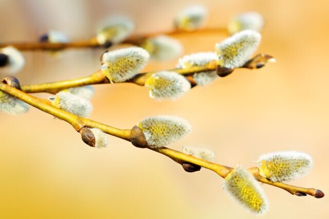 21(8) марта – Весенний солнцеворот. Вербоносица. Картинка из интернета.