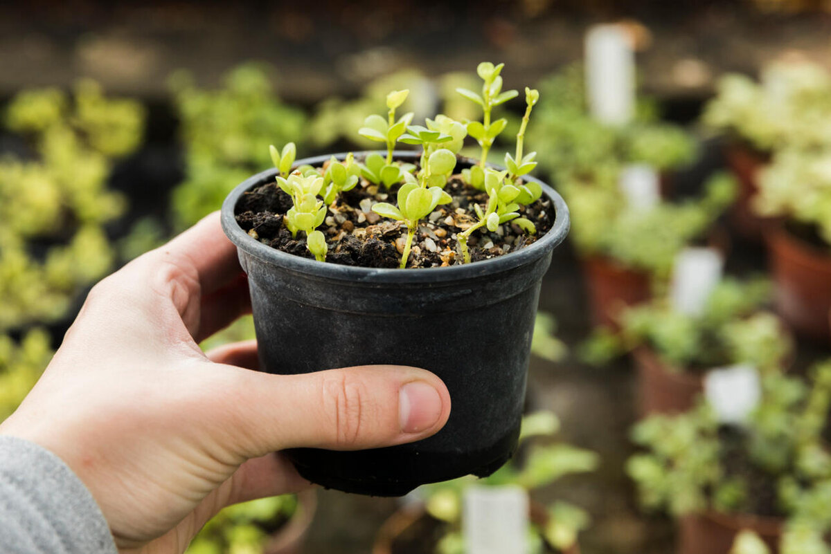    Рассада. freepik.com