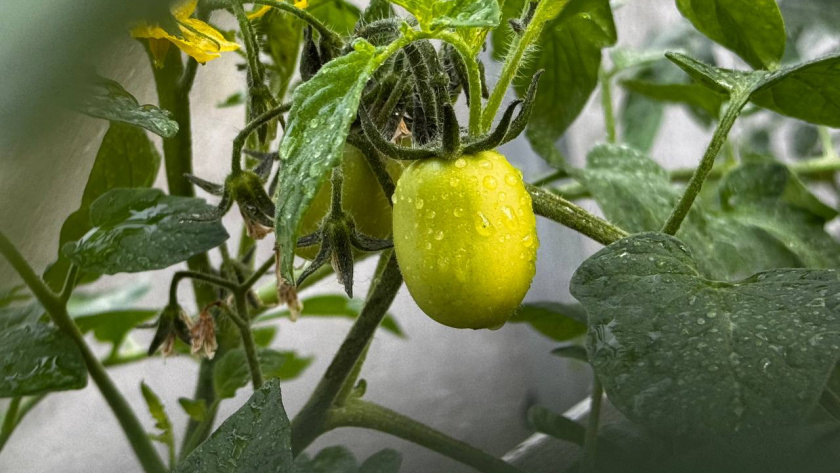    Первый городской канал Калининград