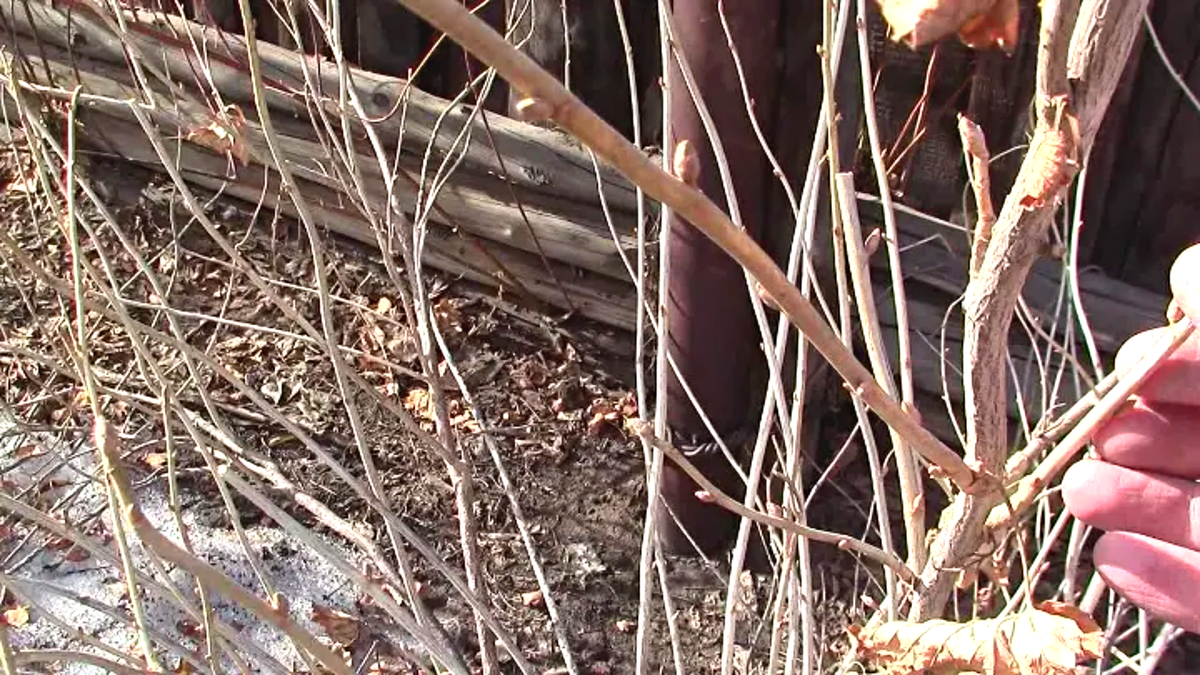 Спящие почки