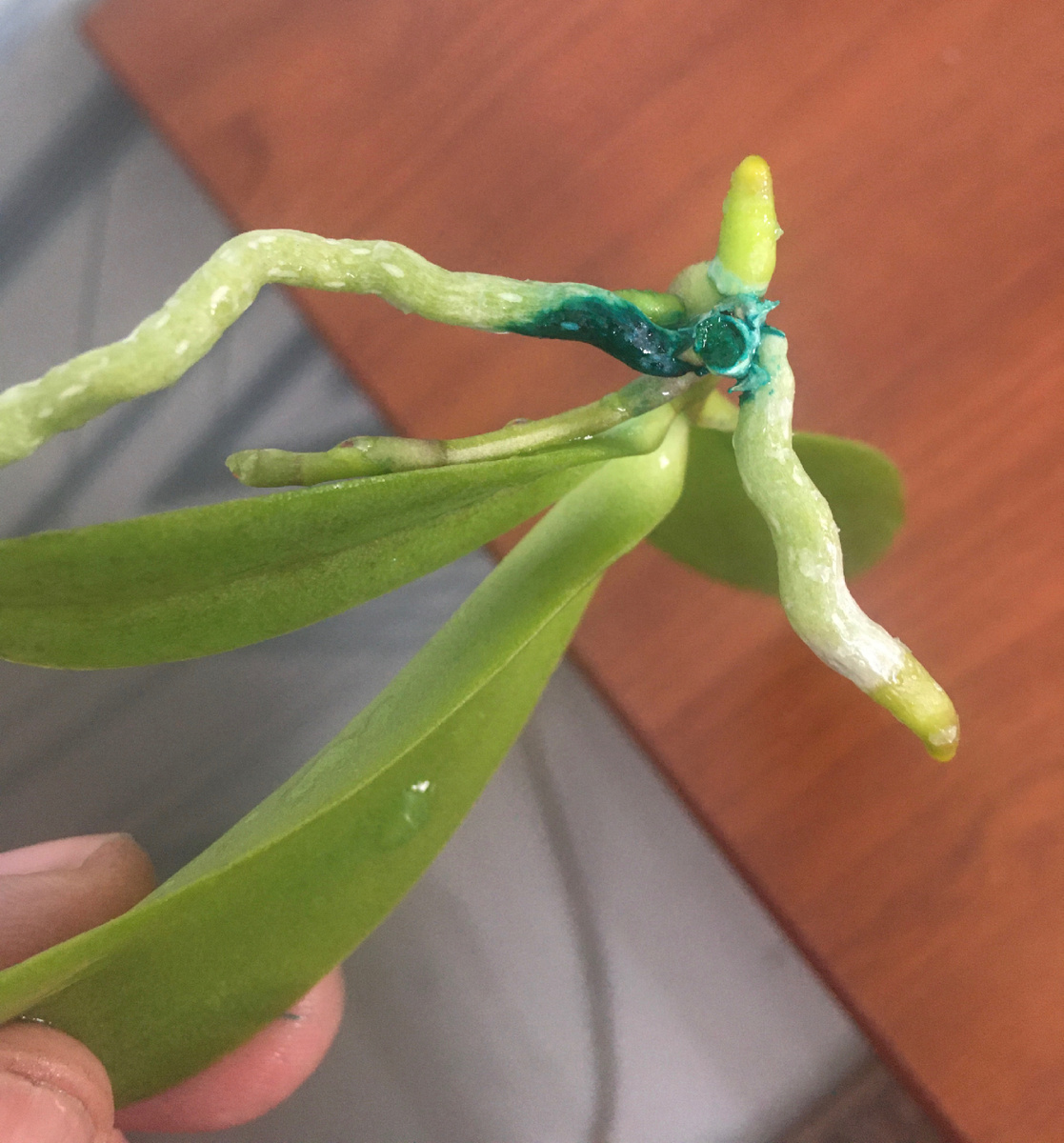 Задела самый большой корень. На него вся надежда была