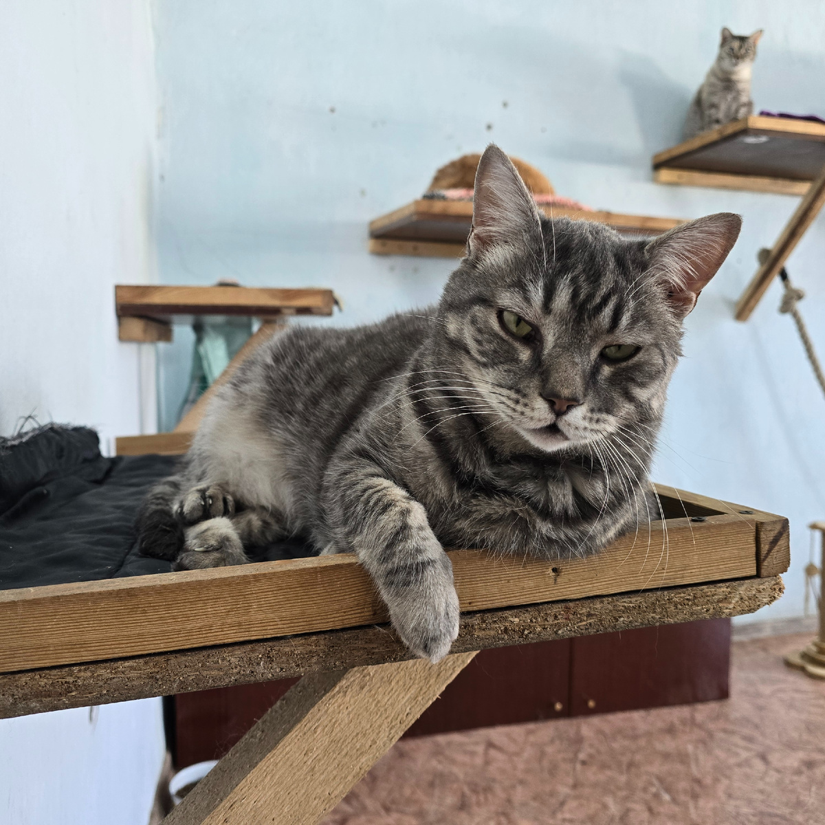 мудрый взгляд главного детектива приюта