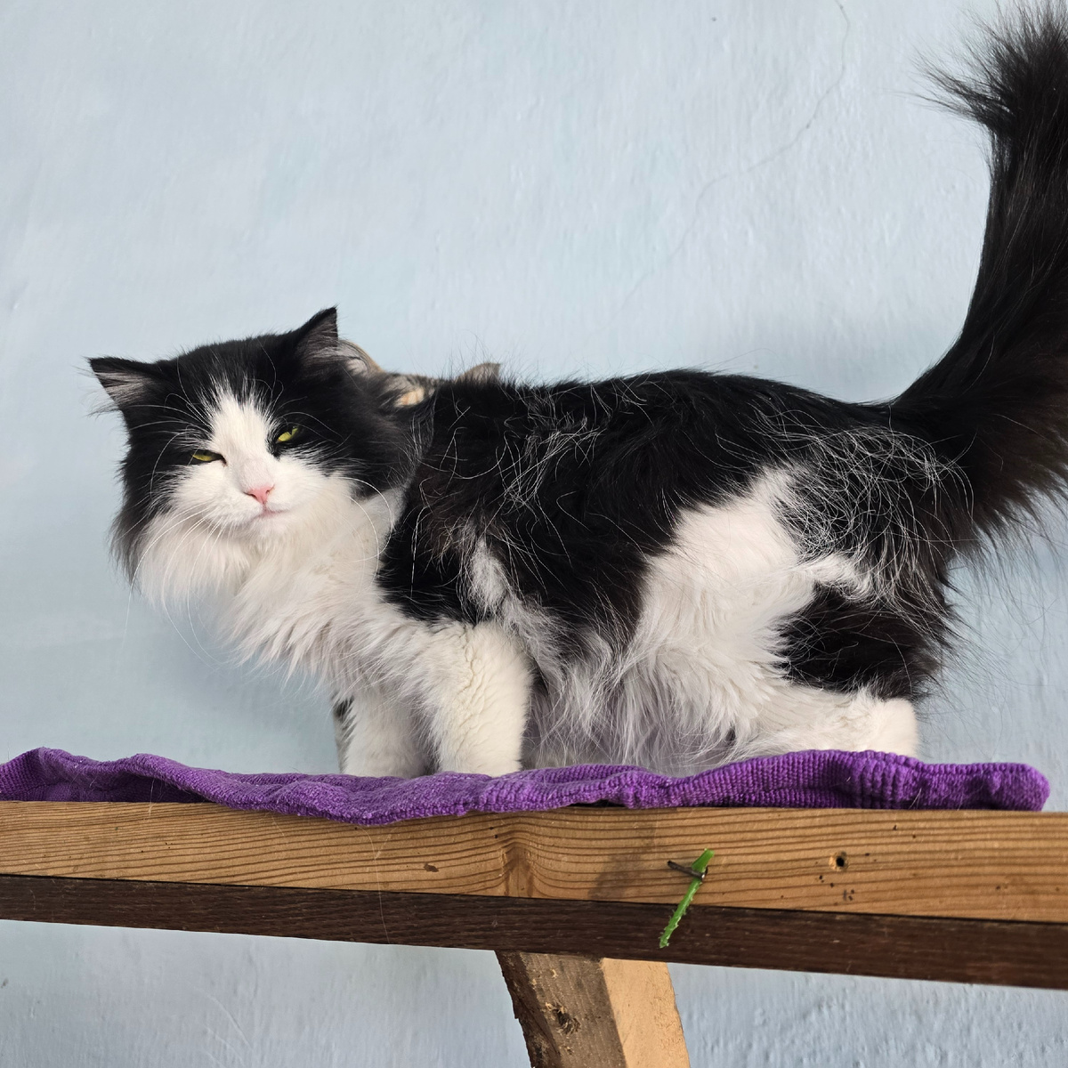 ангельская мордочка