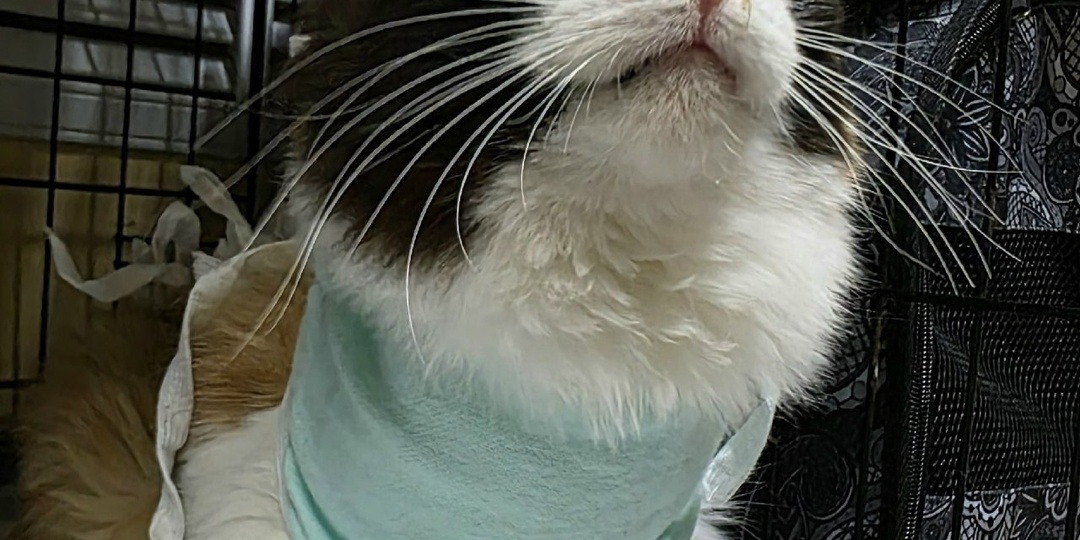 Знакомимся новенькие: Пушинки, Мурки, Злючки, Шипучки, Бубнилки, Красотки и самые самые бездомные и уличные мур-мяу