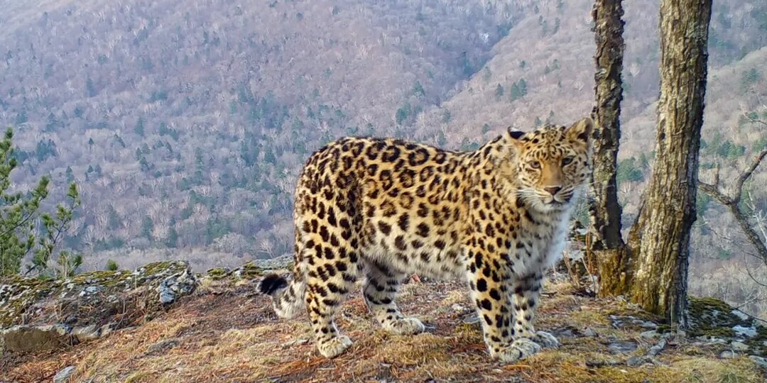 Как в России возвращают к жизни зубров, леопардов и снежных барсов