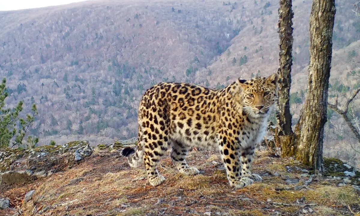 Скриншот видео национального парка «Земля леопарда»