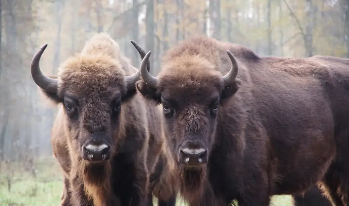 Фото: Ольга Калинина / Приокско-Террасный заповедник