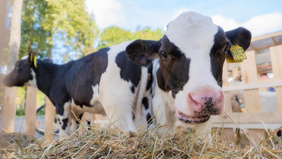    В Россельхознадзоре заявили о завершении борьбы с пастереллёзом в ближайшие дни Автор фото: Беликов Валентин