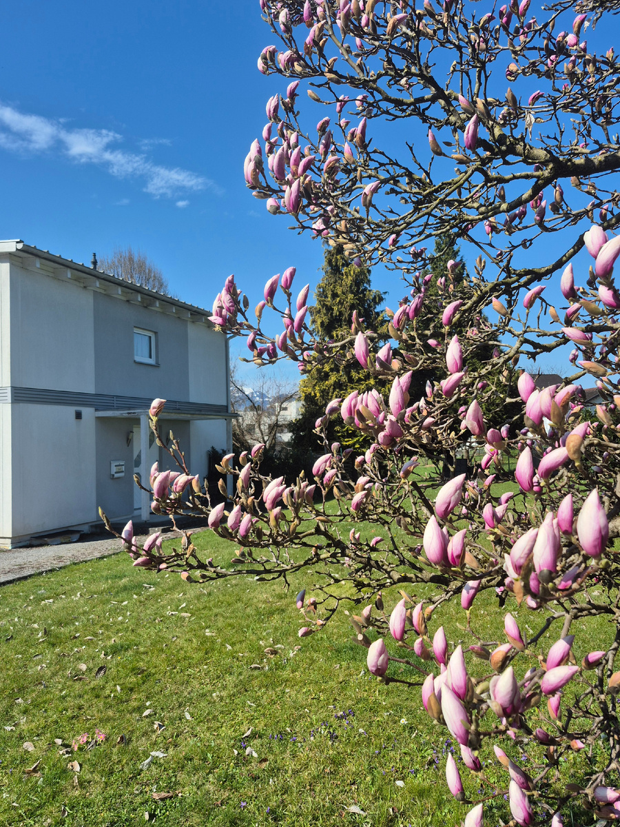Магнолия золовки и наш дом