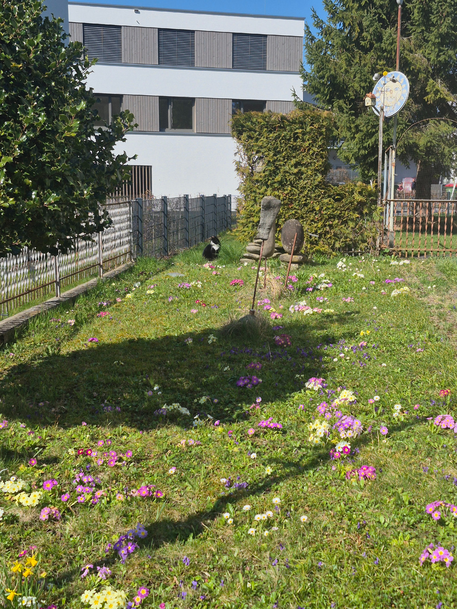 Соседская кошечка в примулах