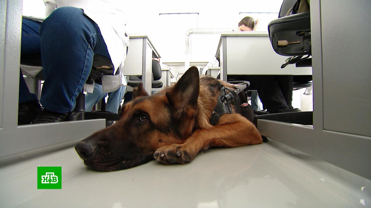    Собаку-поводыря зачислили в красноярский вуз