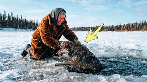 Бабка Дуня вытащила волчицу из ледяной воды.А она поблагодарила ее когда это было необходимо больше всего