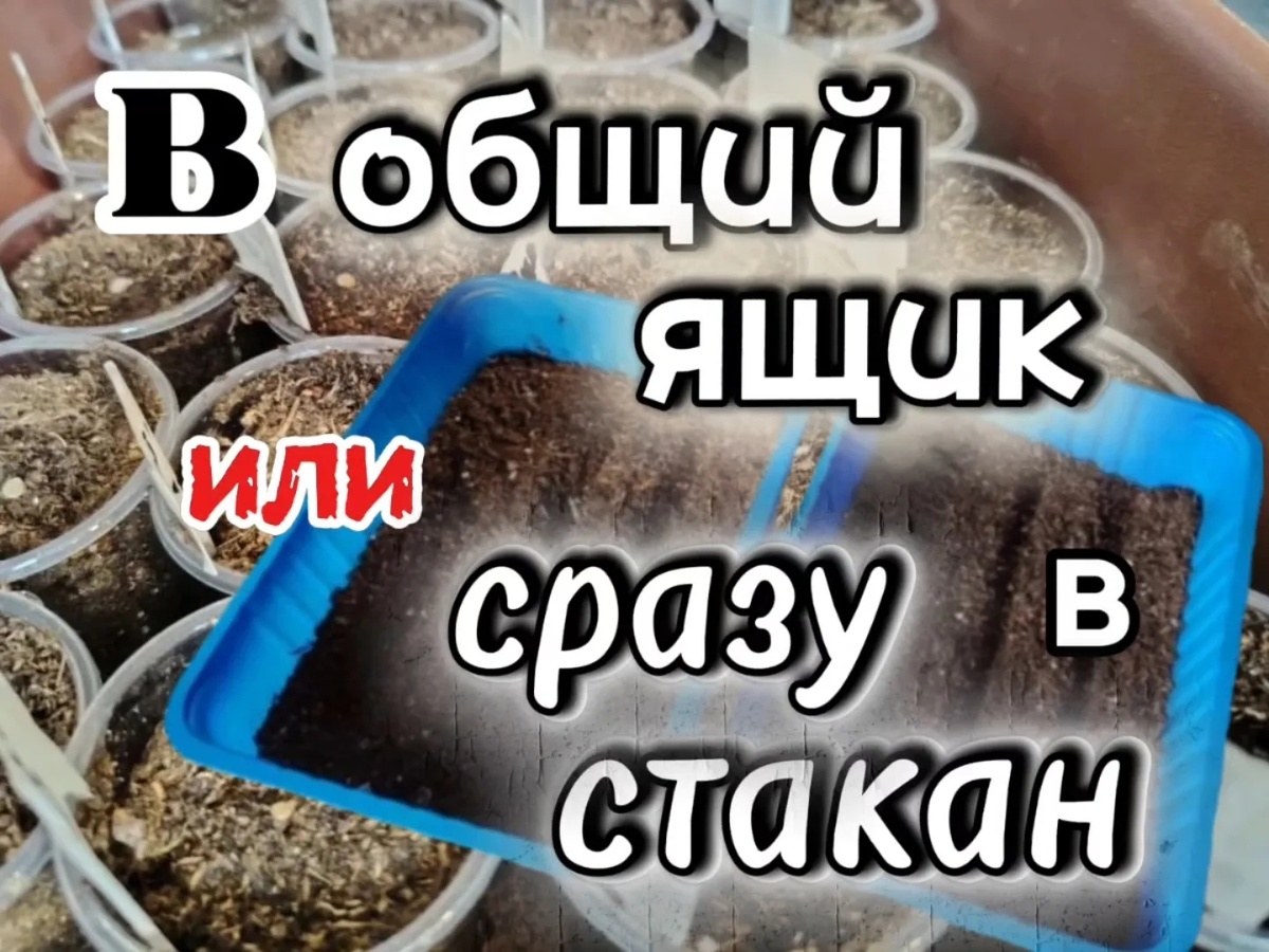 Разбираем плюсы и минусы обоих способов