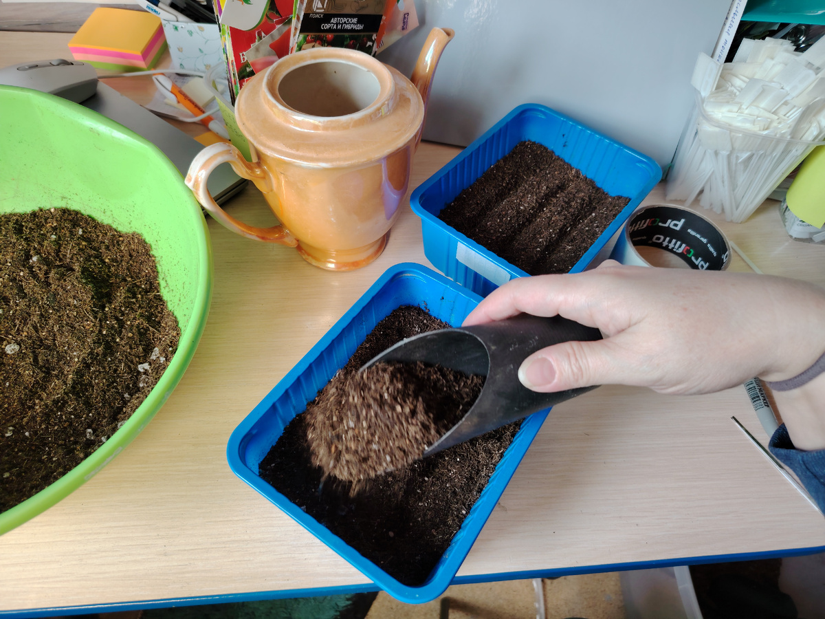 Посев томатов (помидоров) в общий контейнер в рядочки