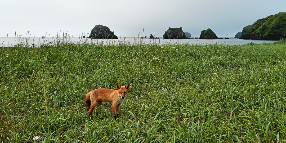 Самый безопасный из Курильских островов и его символ - лиса