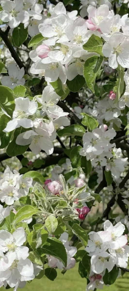 Цветущие яблони в саду - это о них поётся в песне. Фото из открытых источников.