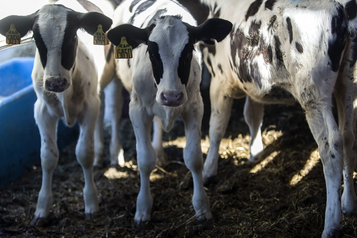    корова телята ГЛ