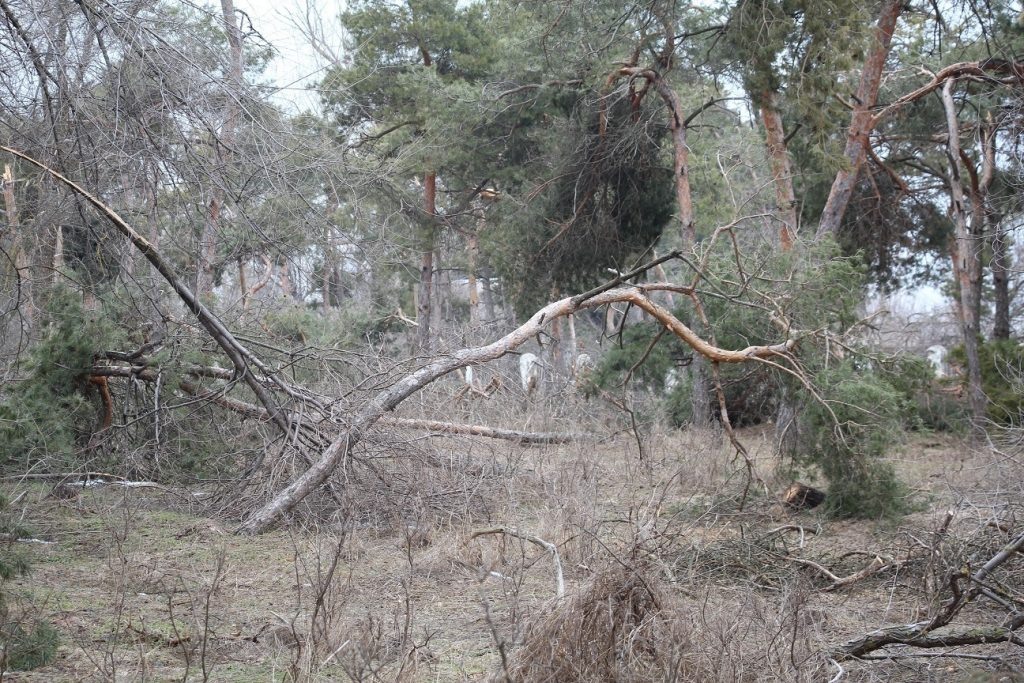    Фото из архива "РВ" Диана Огнева