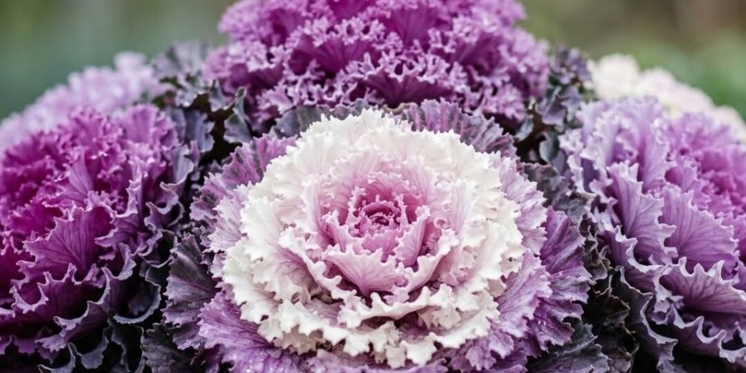 Сад без лишнего шума: как превратить глубокую тень в стильное облако зелени без усилий