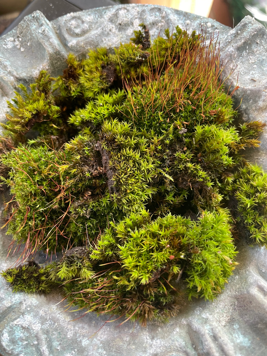 Весной любая зелень в радость! Собрала немного мха в старую оловянную пепельницу. Получилось весеннее украшение в стиле Кусамоно))